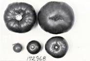 Click for 1 image(s) for this accession. FRUIT